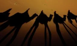 camels