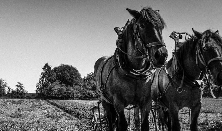 two horses pulling a plough