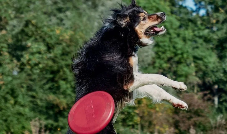 A dog missing a frisbee.