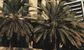 "If you don't like nepotism in banking, don't work in Saudi Arabia" 