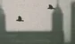 crows flying against a London skyline